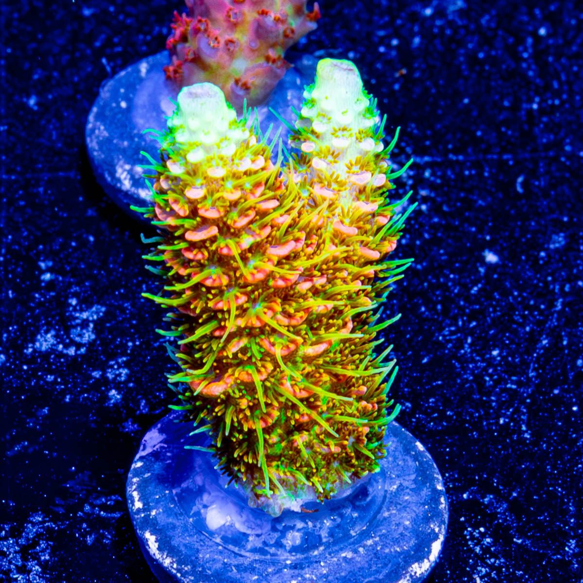 RMF Acid Trip Millepora 