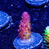 Princess Peach Acropora - riptide aquaculture llc