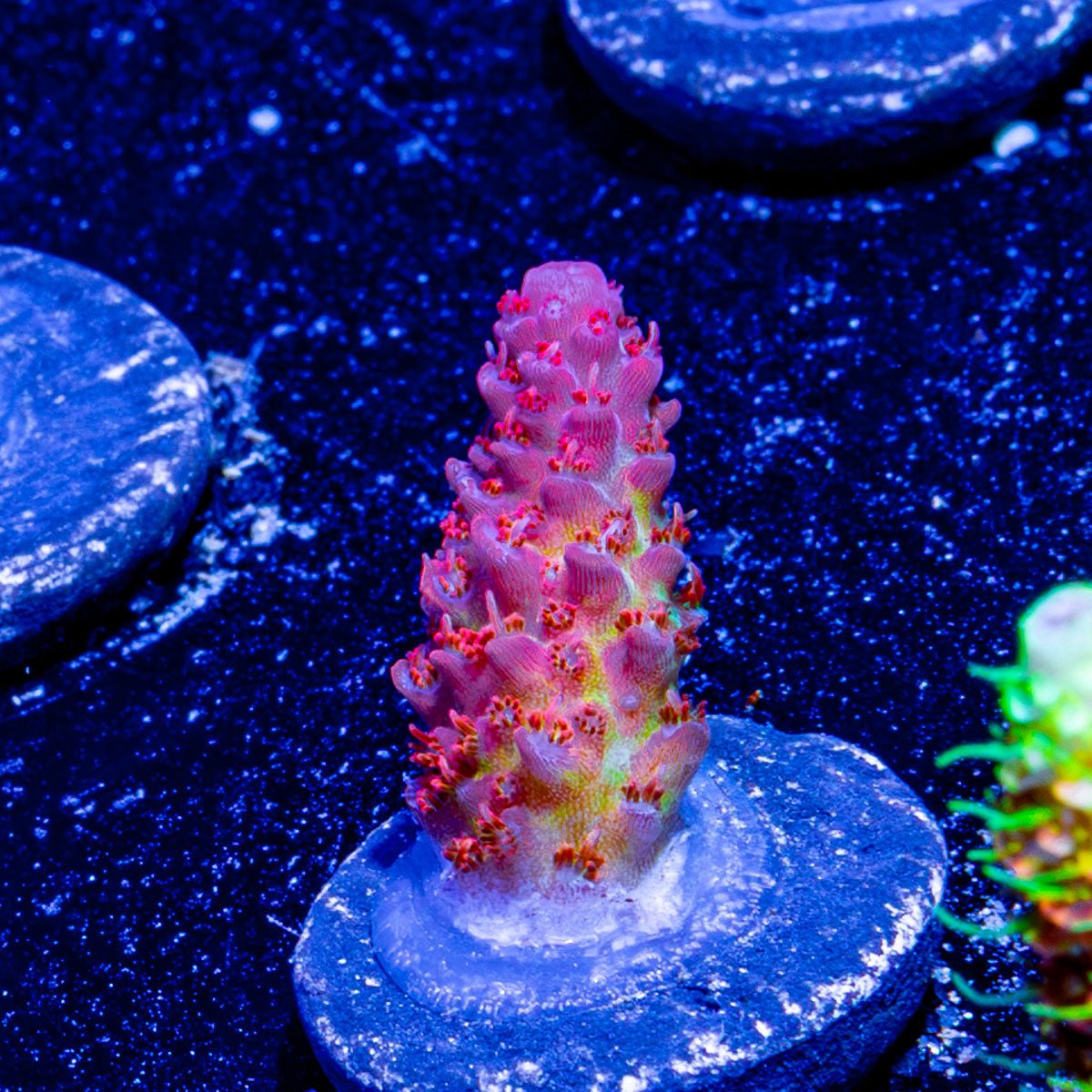 Princess Peach Acropora 