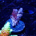 Night Fury Acropora - riptide aquaculture llc