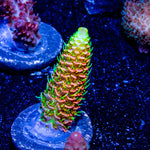 RMF Acid Trip Millepora - riptide aquaculture llc