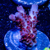 Night Fury Acropora - riptide aquaculture llc