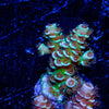 Chevron Acropora - riptide aquaculture llc