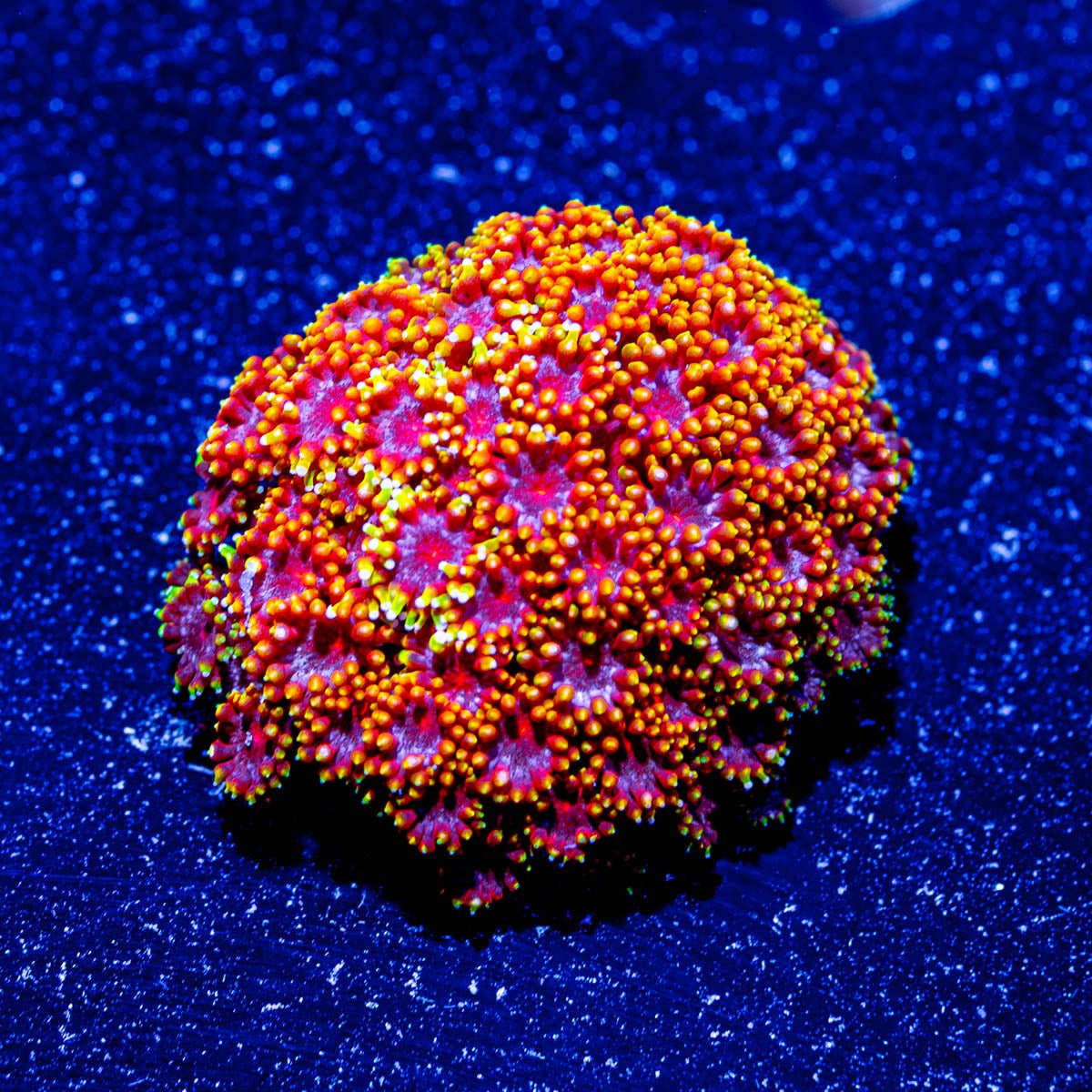 Rainbow Micro Goniopora - riptide aquaculture llc