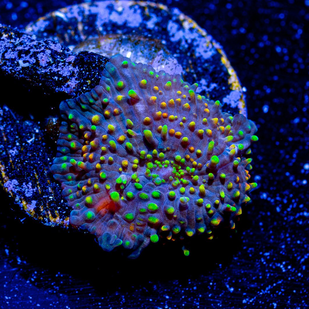 Rainbow Interstellar mushroom - riptide aquaculture llc