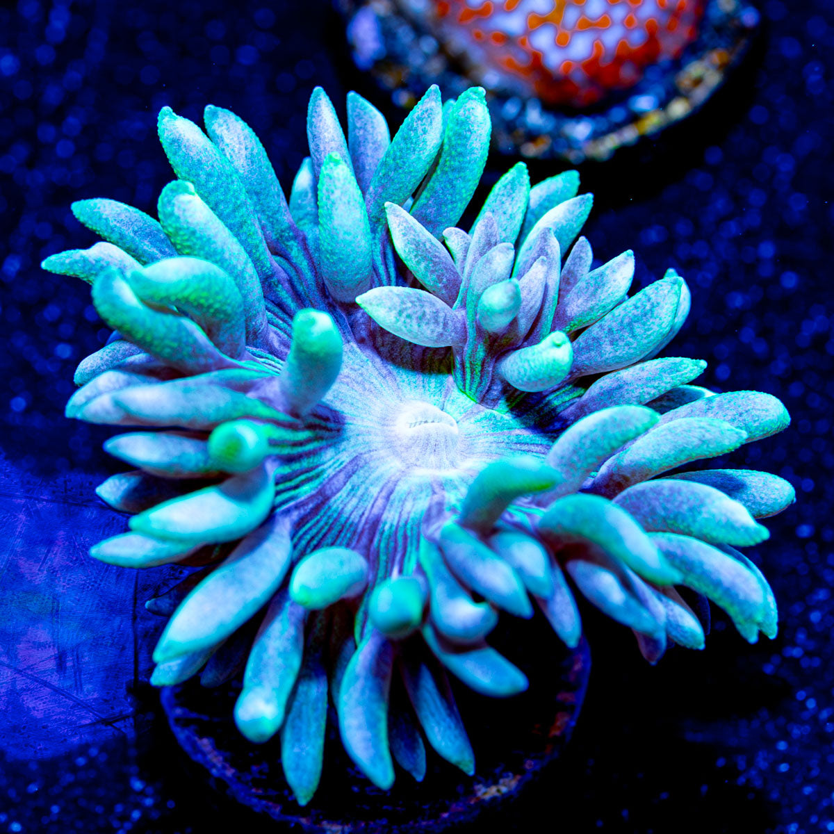 RAinbow Montipora 