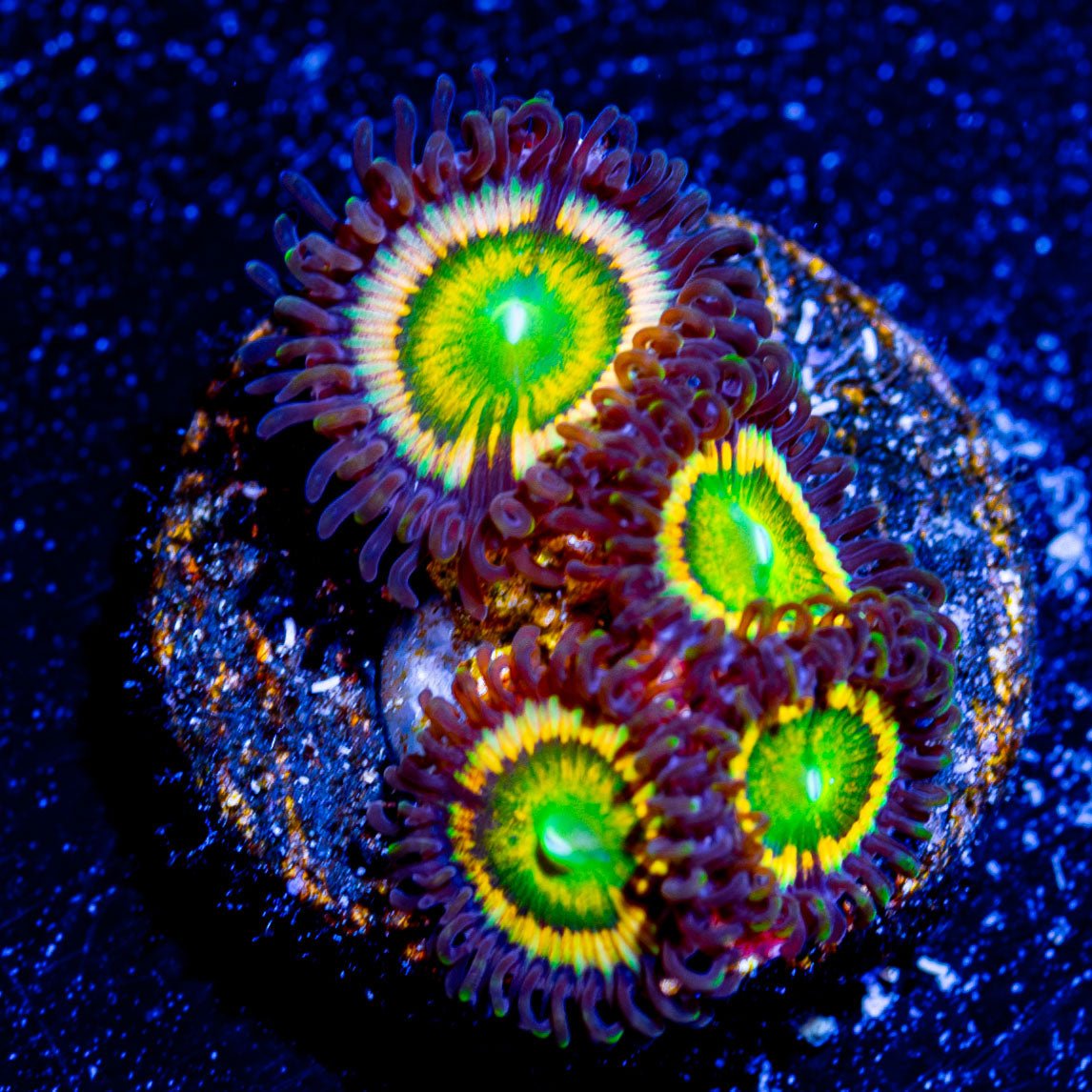 Citrus Cooler Zoanthid - riptide aquaculture llc