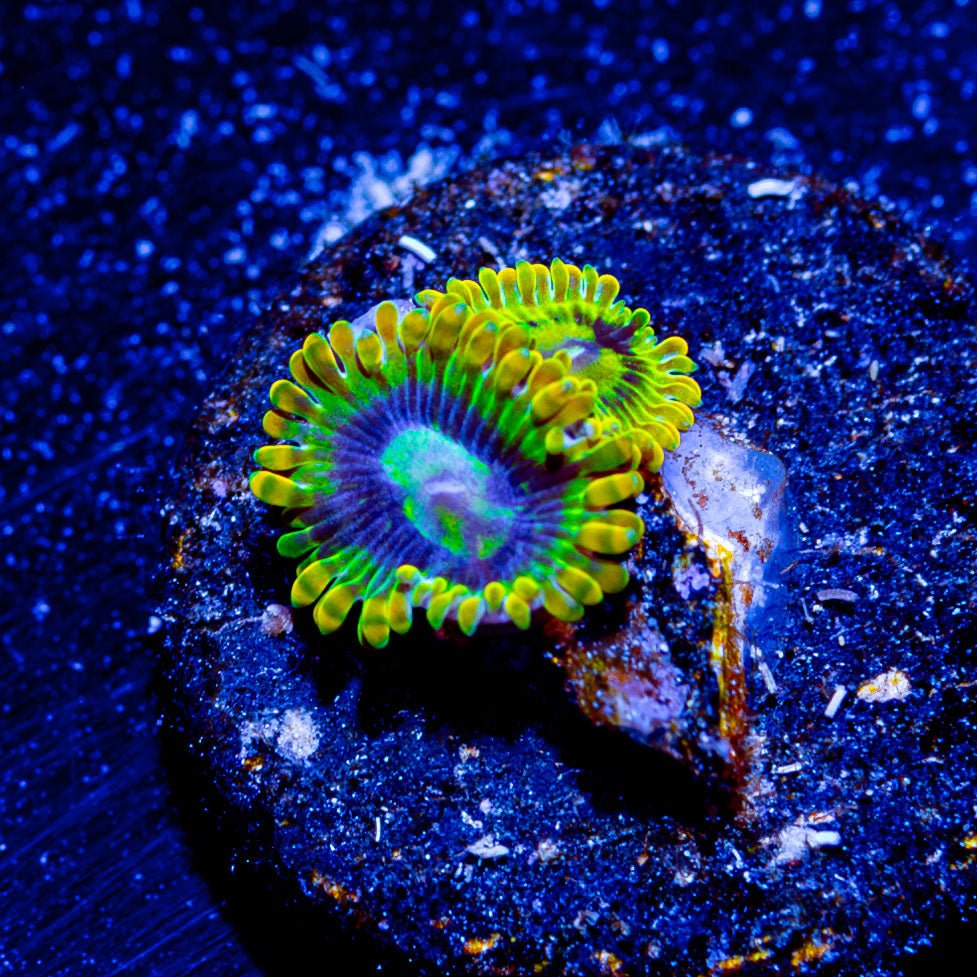 Rainbow Yoda's Zoanthid - riptide aquaculture llc