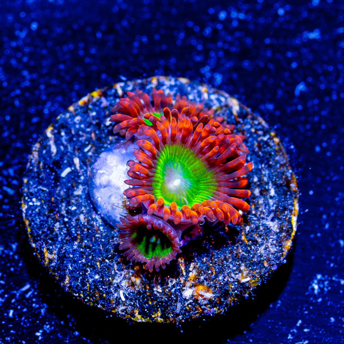 oompa Loompa Zoanthid 