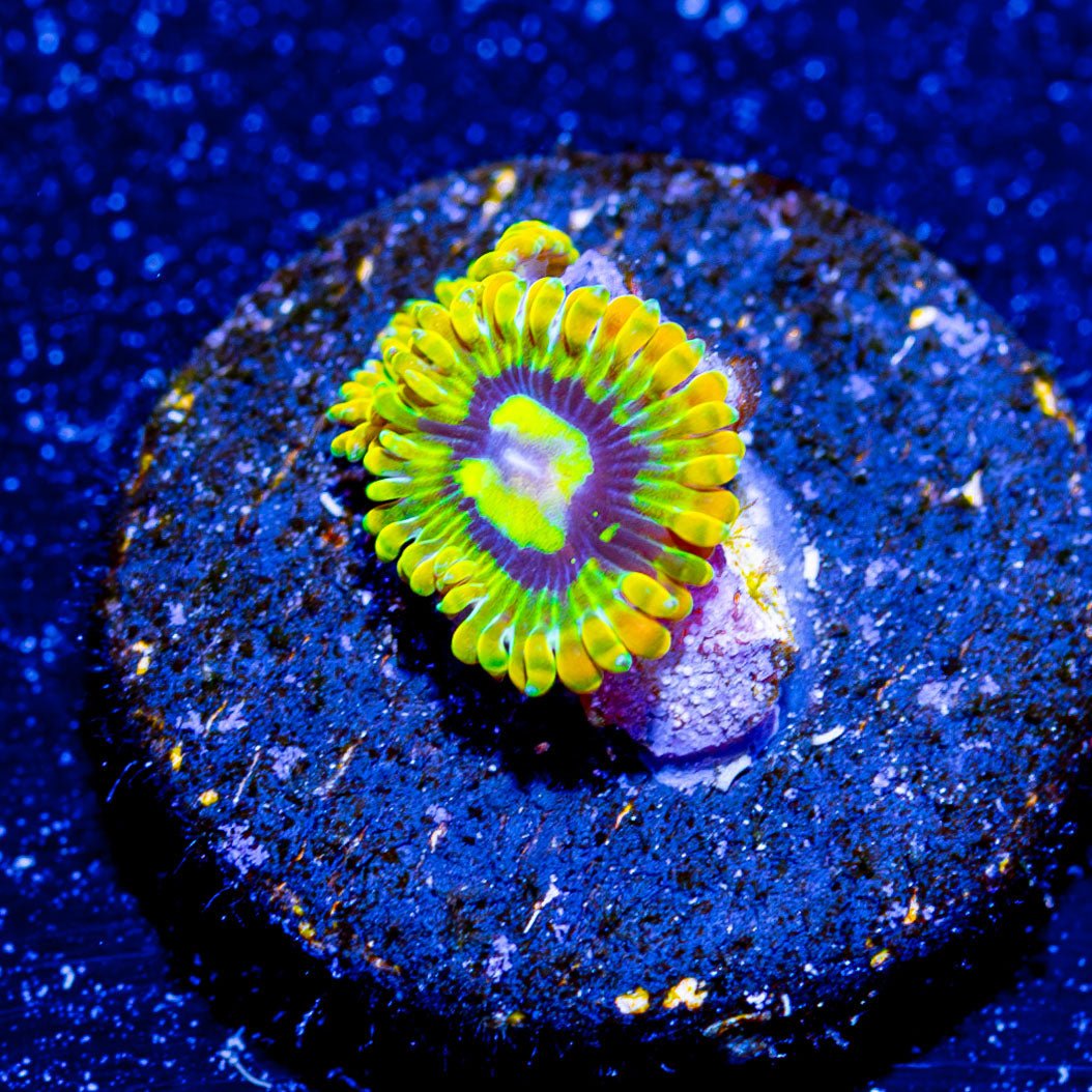 Rainbow Yoda's Zoanthid - riptide aquaculture llc