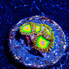 Rasta Zoanthid 