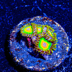 Rasta Zoanthid 