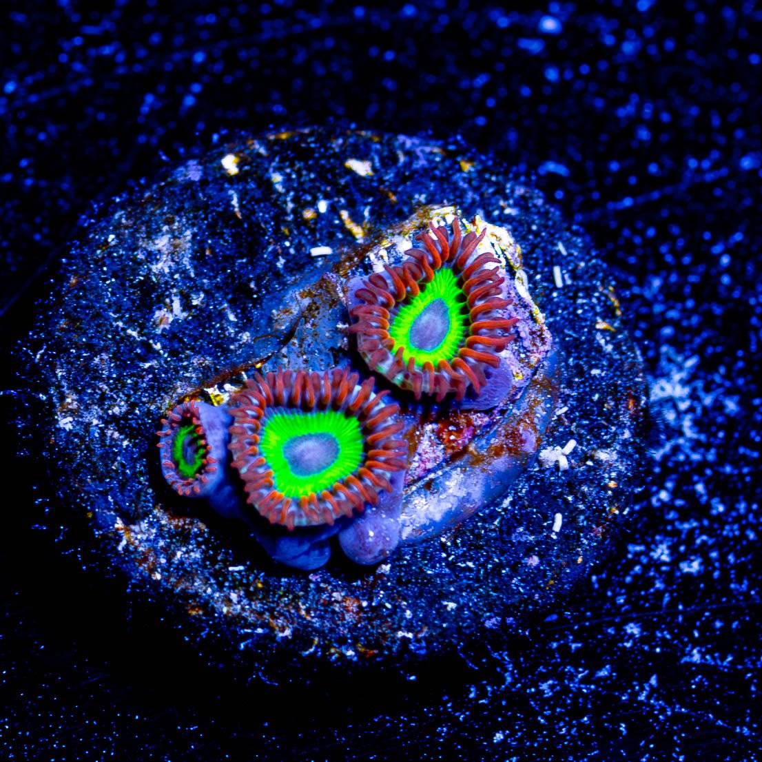 Emeralds On Fire Zoanthid - riptide aquaculture llc