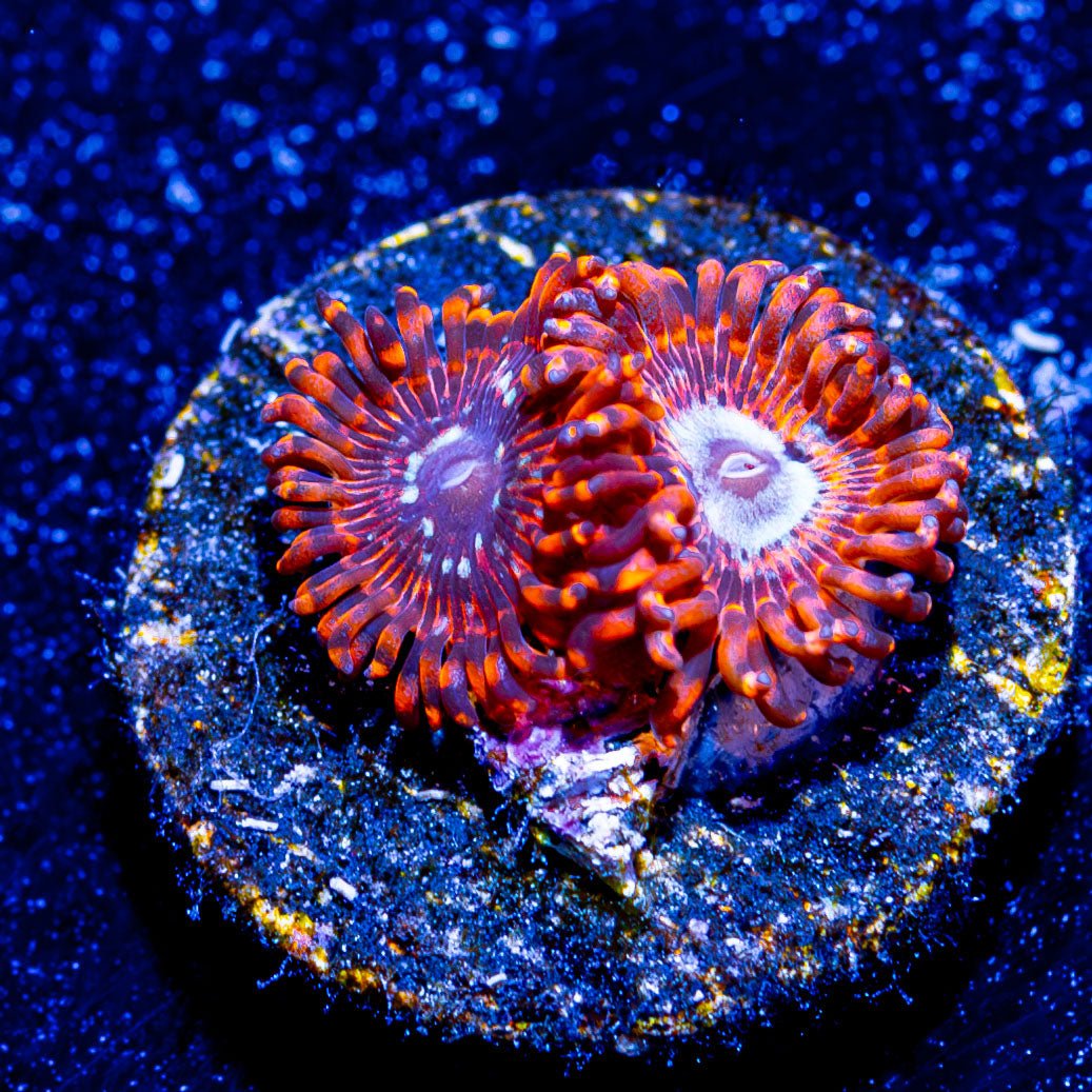 Utter Peace Zoanthid - riptide aquaculture llc