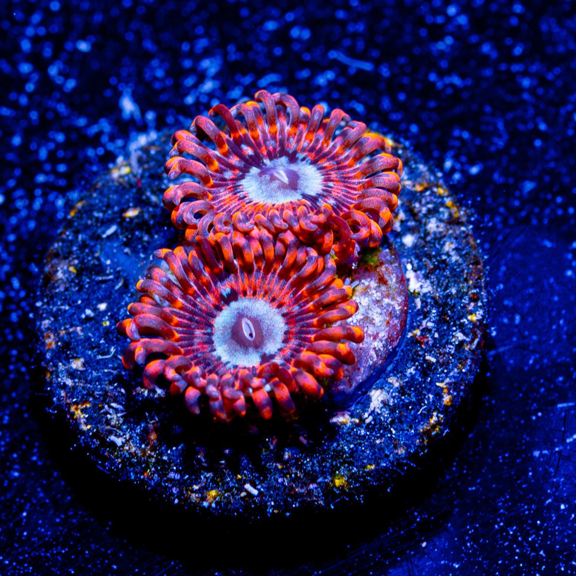 Utter Peace Zoanthid - riptide aquaculture llc