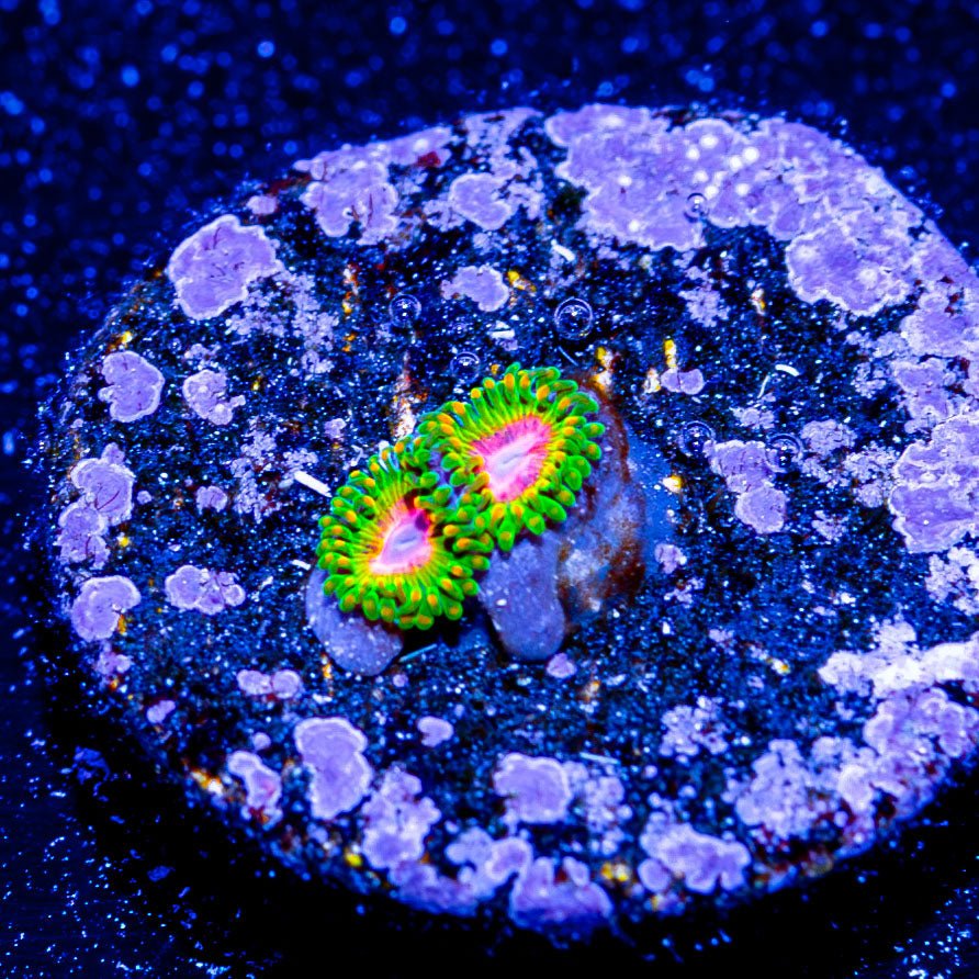 Awesome Blossoms Zoanthid - riptide aquaculture llc