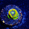 Rasta Zoanthid - riptide aquaculture llc