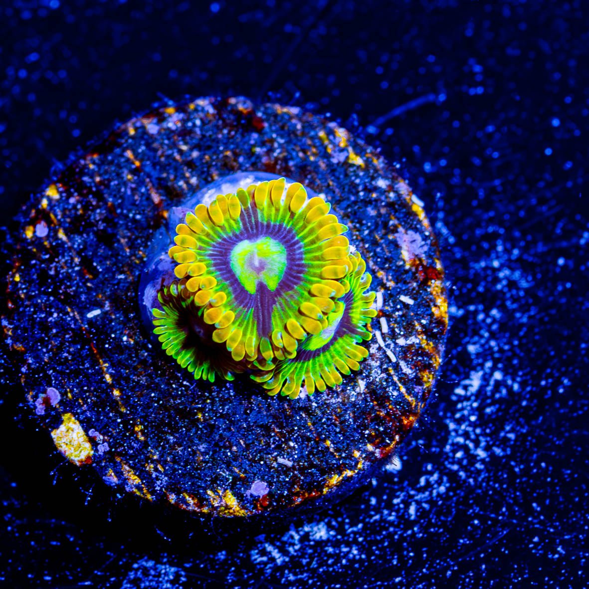 Rasta Zoanthid - riptide aquaculture llc