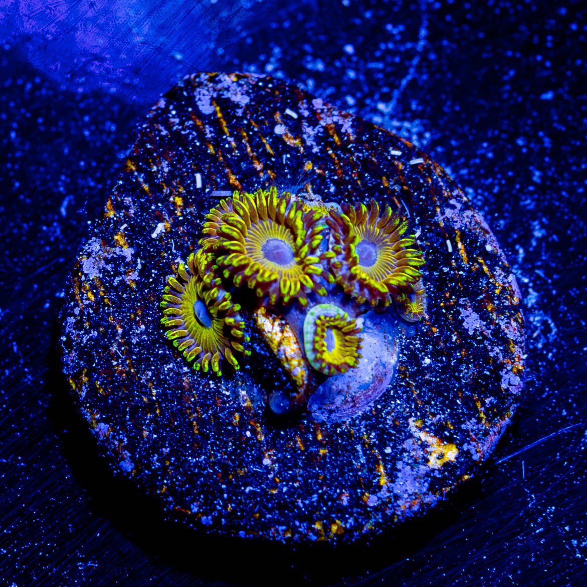 Pikachu Zoanthid - riptide aquaculture llc