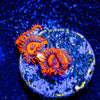 Safe Crackers Zoanthid - riptide aquaculture llc