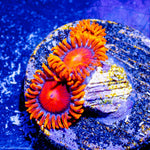 Orange Bambam Zoanthid - riptide aquaculture llc