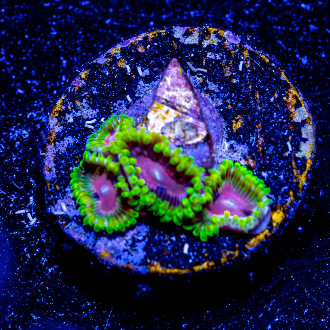 Pink Diamond Zoanthid - riptide aquaculture llc