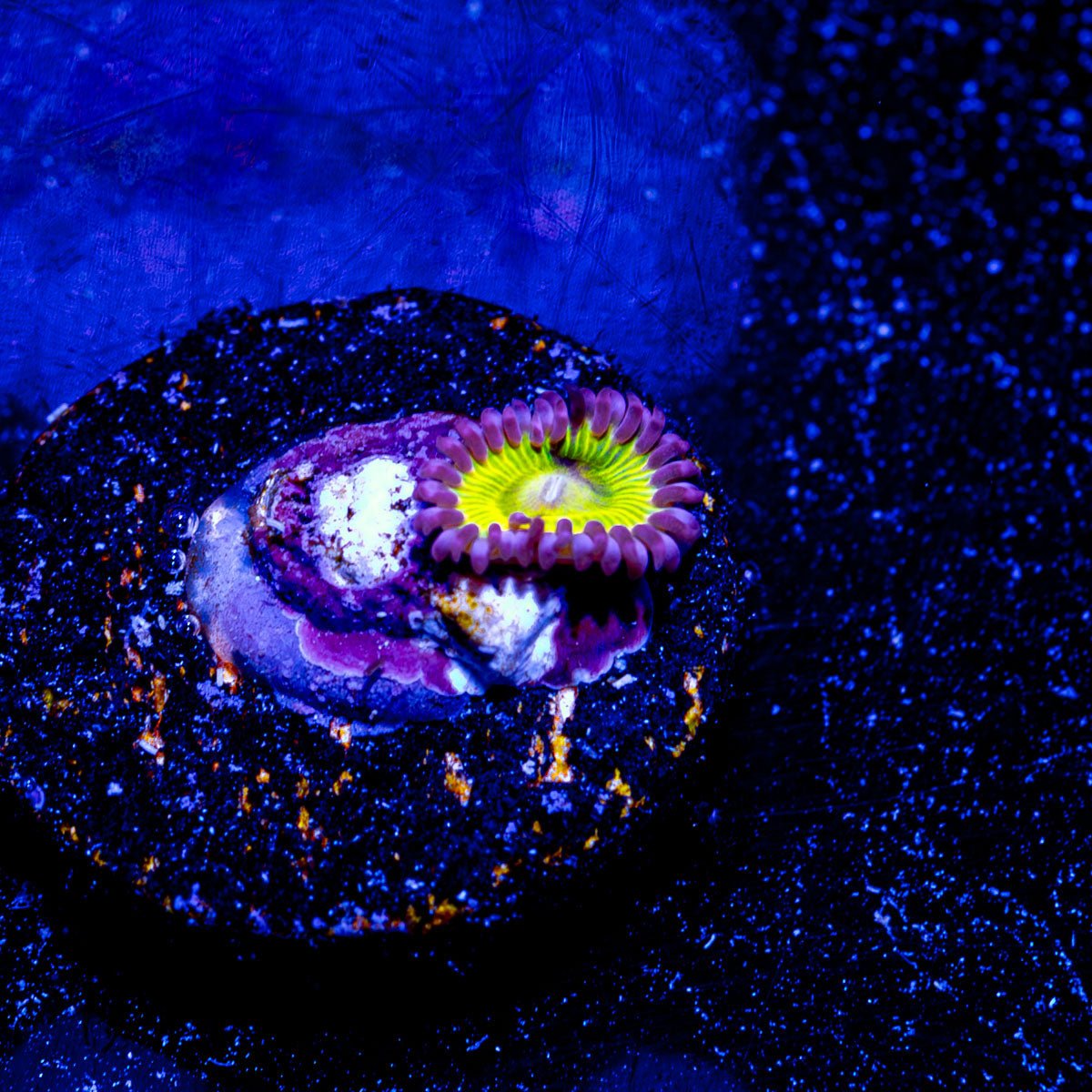 Chiquita Zoanthid - riptide aquaculture llc