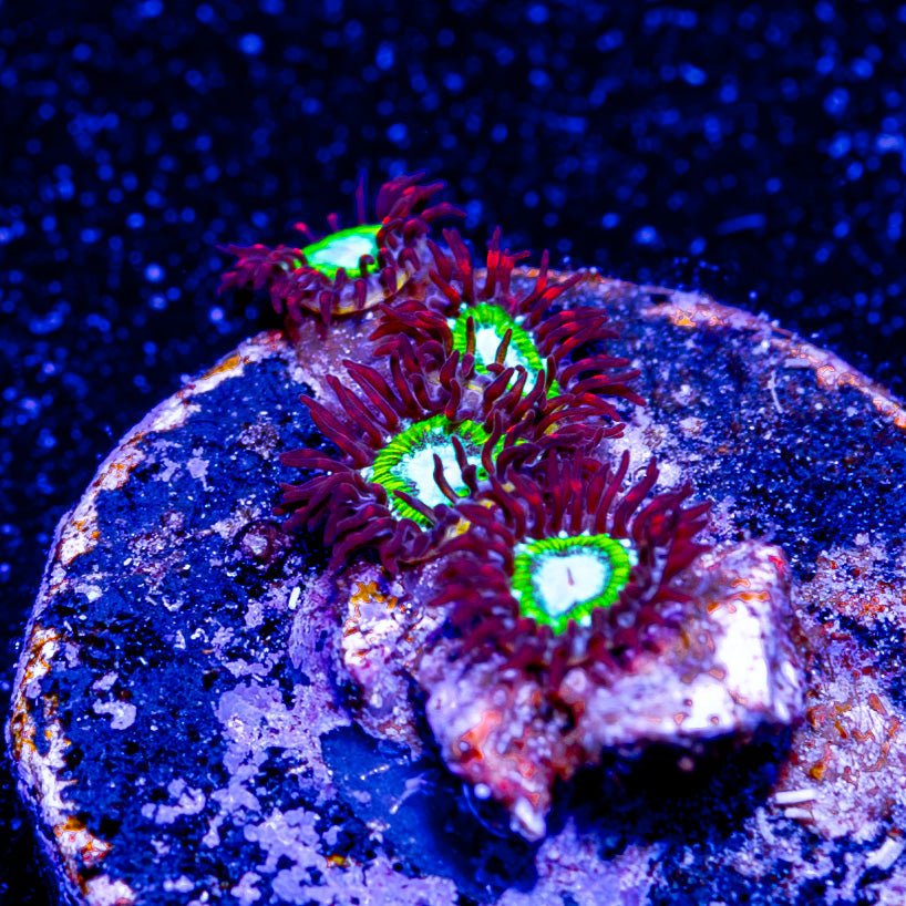 WWC Viridian Zoanthids - riptide aquaculture llc