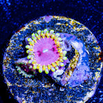 Pink Diamond Zoanthid