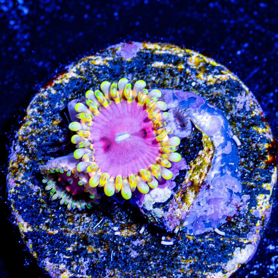 Pink Diamond Zoanthid