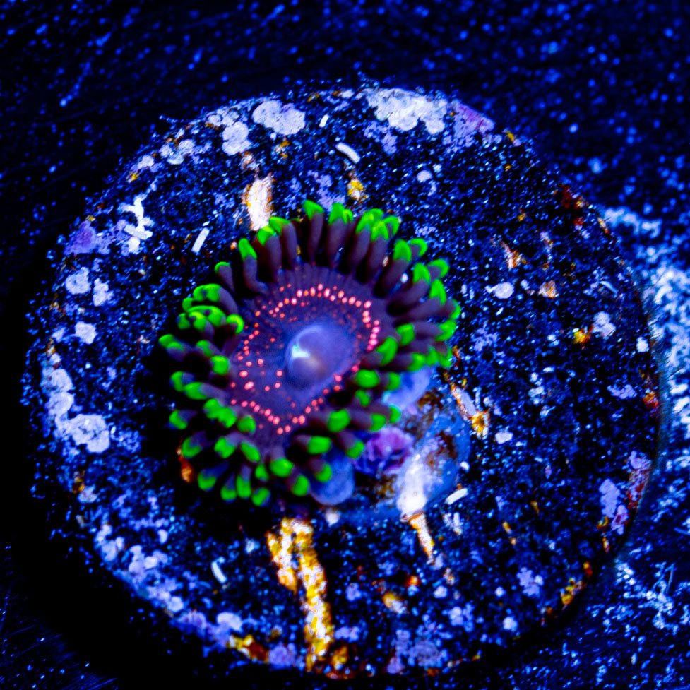 WWC Tasers Zoanthid - riptide aquaculture llc