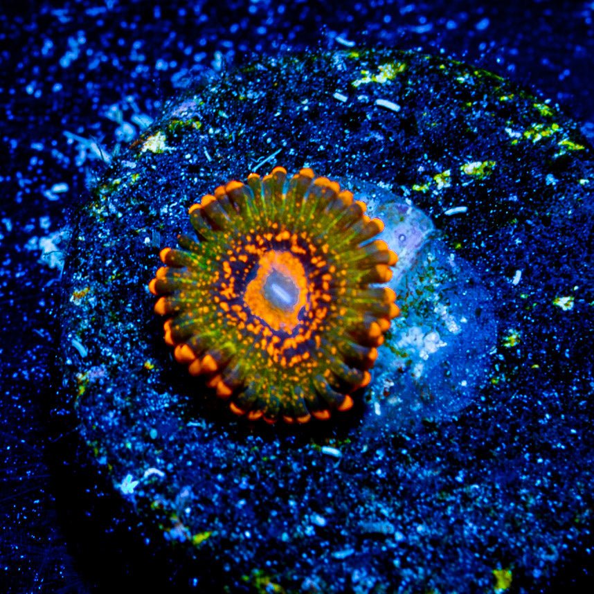 JF A$$ Krack Zoanthid - riptide aquaculture llc