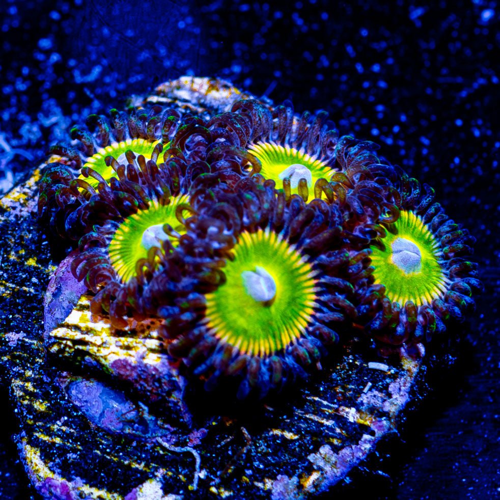 Citrus Cooler Zoanthid - riptide aquaculture llc