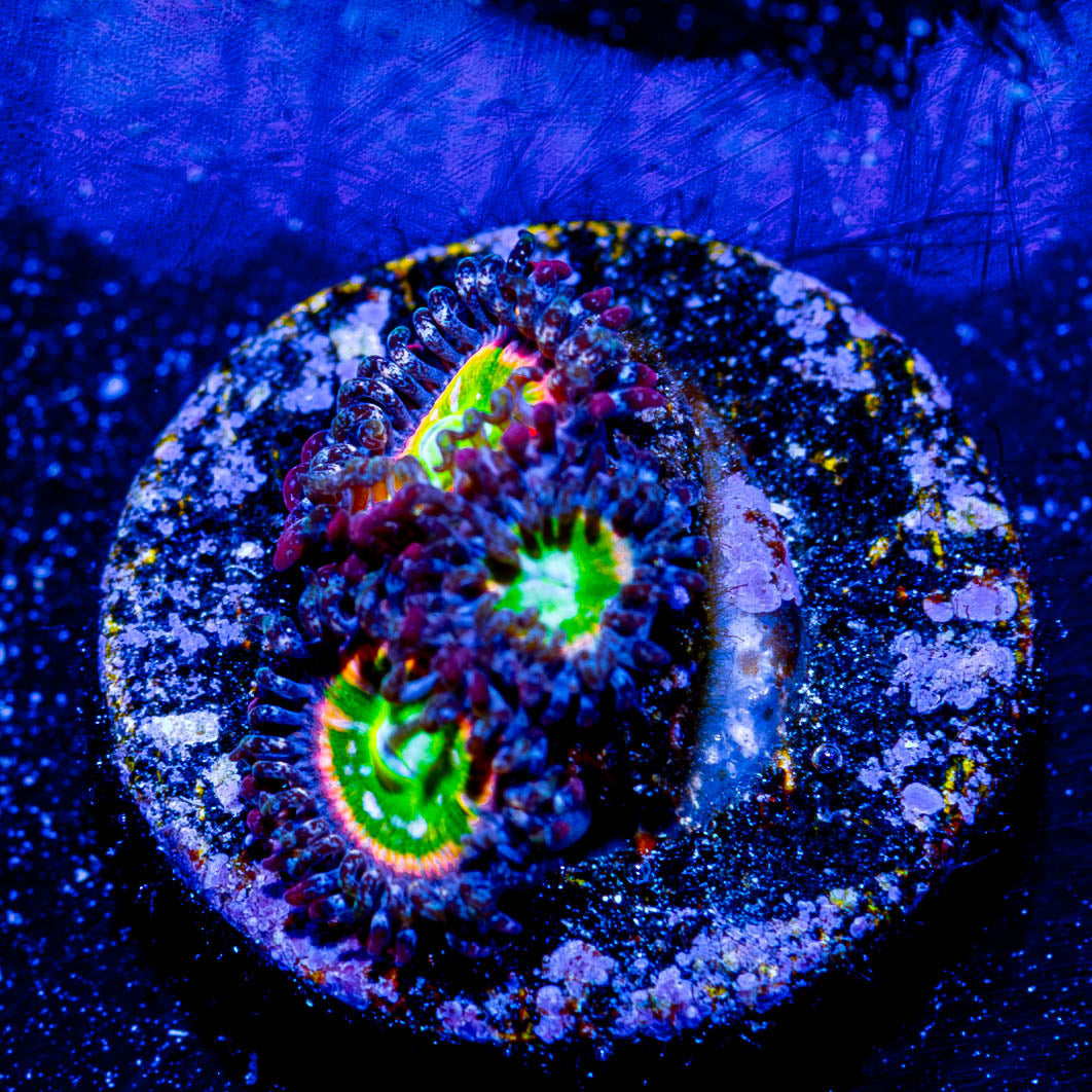 Tinker Bells Zoanthid