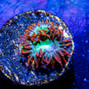 Blueberry Yum Yum Zoanthid 