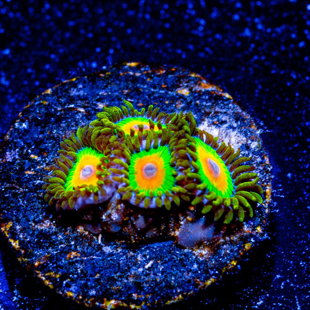 Rasta Zoanthid - riptide aquaculture llc