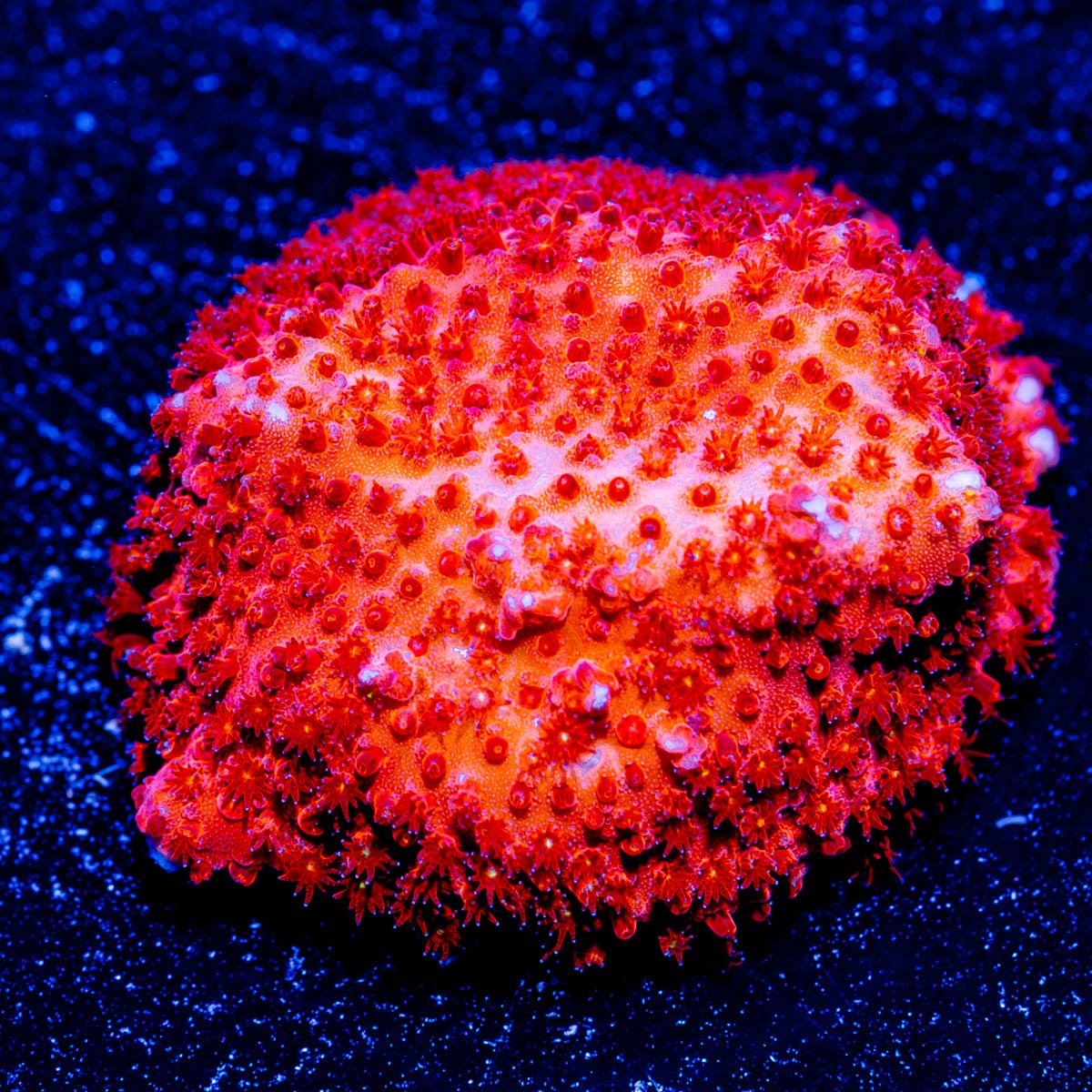 Scarlet Feaver Stylostinellia - riptide aquaculture llc