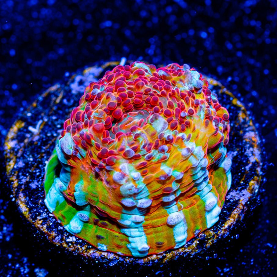 Lava Flow Chalice - riptide aquaculture llc