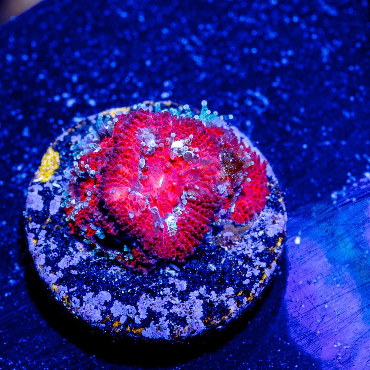 red Micromussa / Acan - riptide aquaculture llc