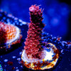 Rouge Millepora 