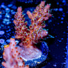 Purple Haze Acropora - riptide aquaculture llc