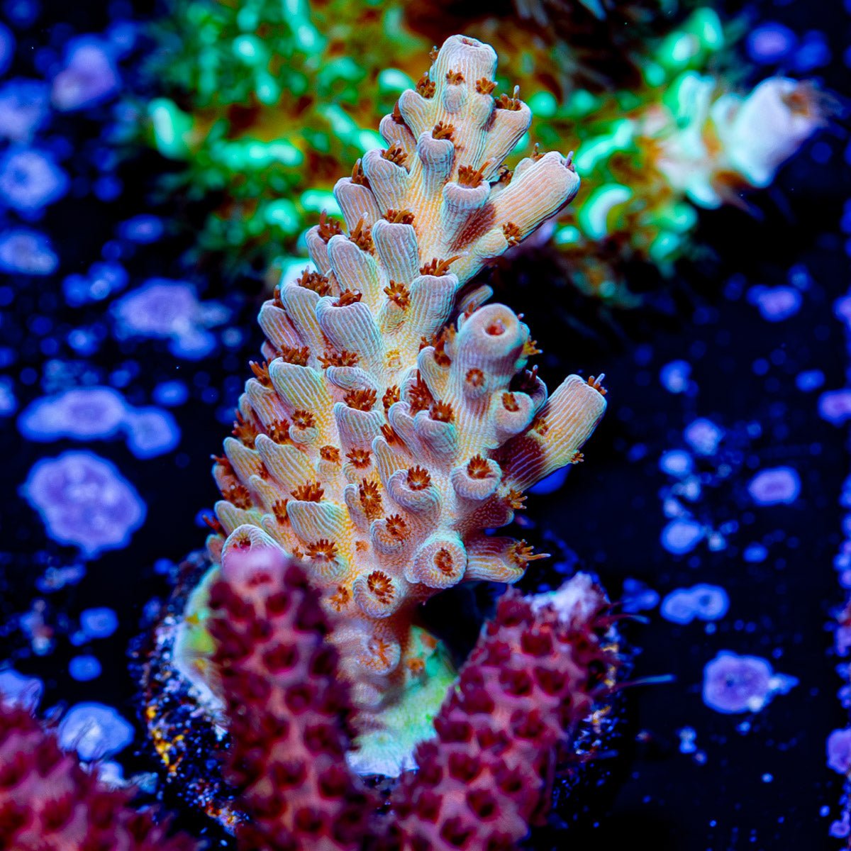 Flash Point Acropora - riptide aquaculture llc