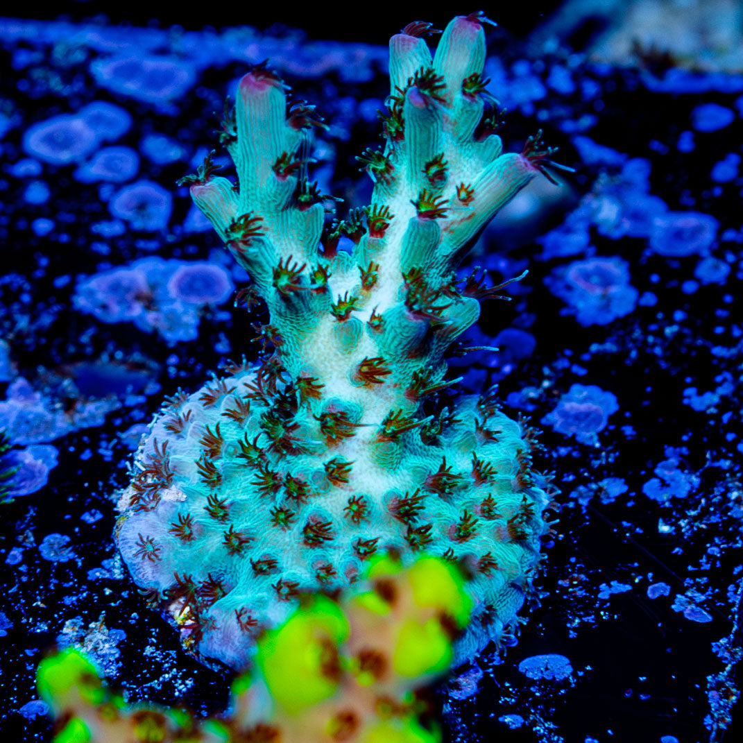 Yoda Acropora