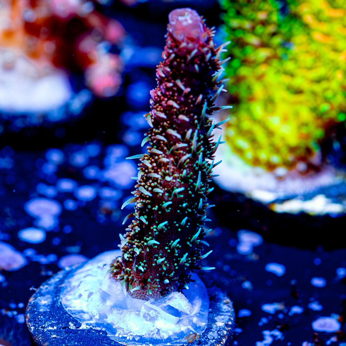 Heaven and Hell Millopora - riptide aquaculture llc