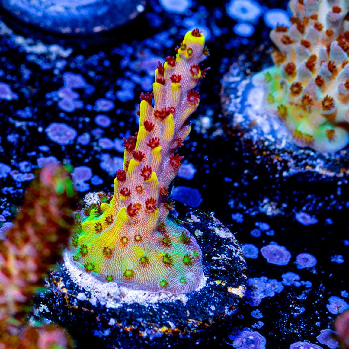 Pink Floyd Acropora - riptide aquaculture llc