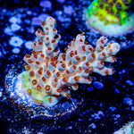 Flash Point Acropora - riptide aquaculture llc