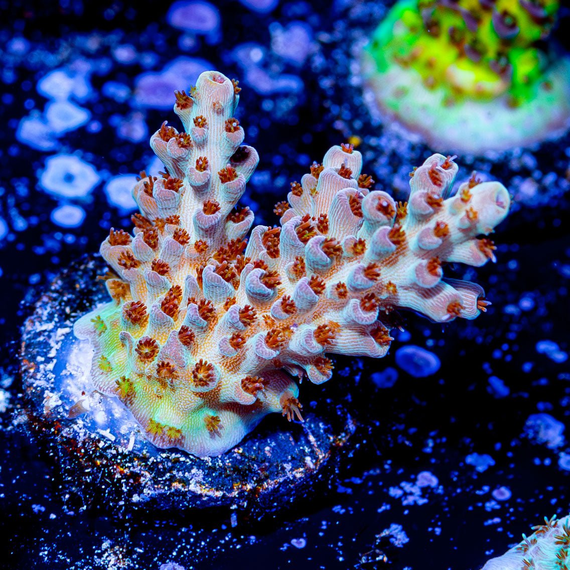 Flash Point Acropora - riptide aquaculture llc