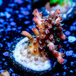 Purple Haze Acropora - riptide aquaculture llc