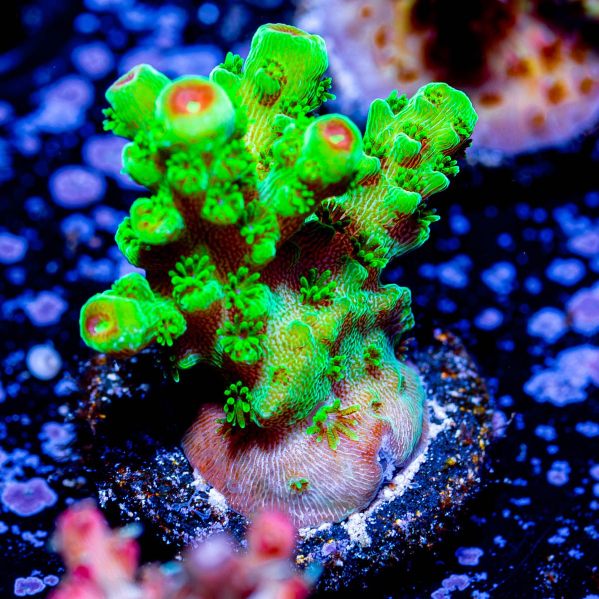 Grape Vine Acropora - riptide aquaculture llc