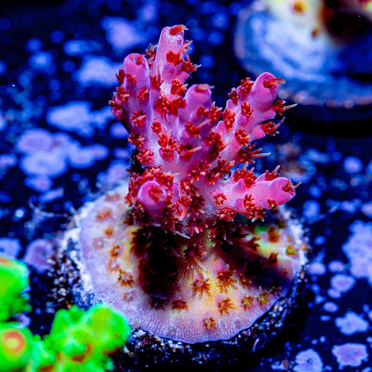 Night Furry Acropora - riptide aquaculture llc